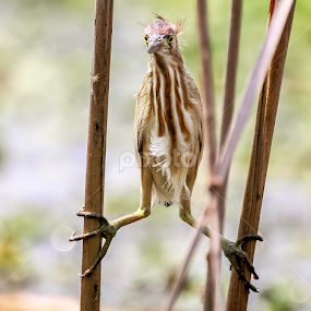 Balancing by Kuppusamy Ramesh - Animals Birds