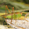 Meadow katydid (female)