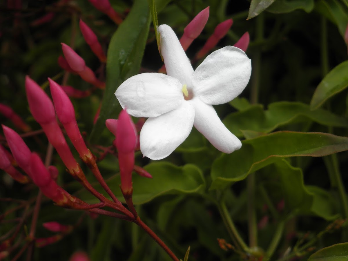 Jazmín chino. Pink Jasmine