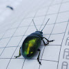 Mint Leaf Beetle