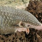 Palawan Scaly Anteater