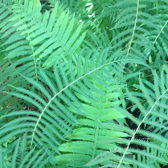 Swamp Fern Project Noah