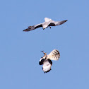 White-tailed Kite and Northern Harrier
