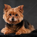 Yorkshire terrier by Renata Horáková -  