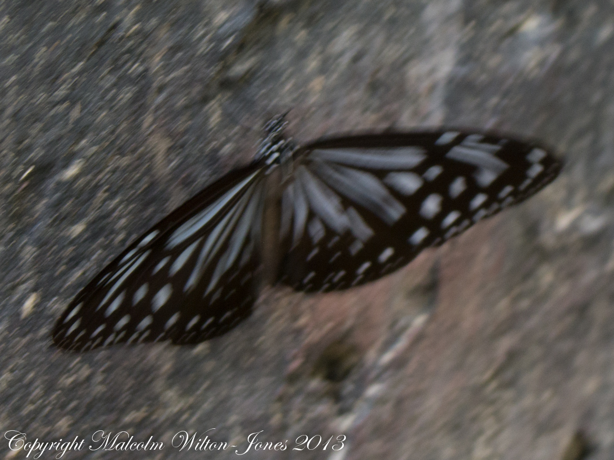 Dark Glassy Tiger Butterfly