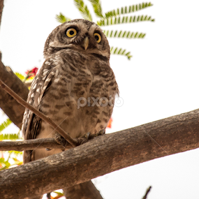 Proud Owl by Madhujith Venkatakrishna - Animals Birds