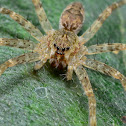 Juvenile Fishing Spider