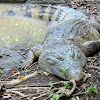 Saltwater or Estuarine Crocodile