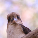 Kookaburra