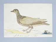 Pteroclurus bicinctus (Dubbelbandzandhoen)