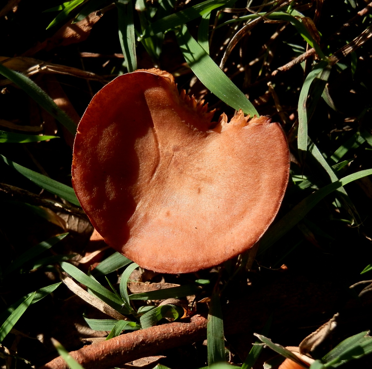 Unknown fungus
