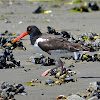 American Oystercatcher