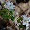 Rue Anemone