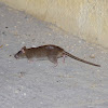 House mouse (Σπιτικός ποντικός)