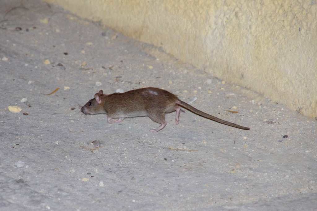 House mouse (Σπιτικός ποντικός)