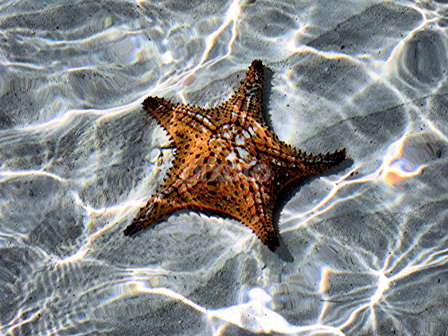 Starfish in Jamaica | Sea Creatures | Animals | Pixoto