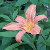 Tiger day lily