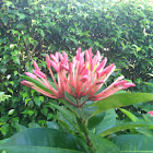 Ixora