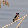 Golondrina (Barn Swallow)