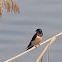 Golondrina (Barn Swallow)