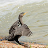 neotropic cormorant