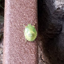 Stink bug nymph green