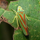 Candy-striped Leafhopper