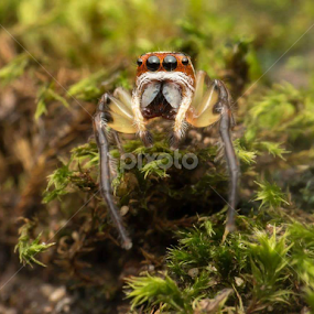 MO by Michael Duncan - Animals Insects & Spiders