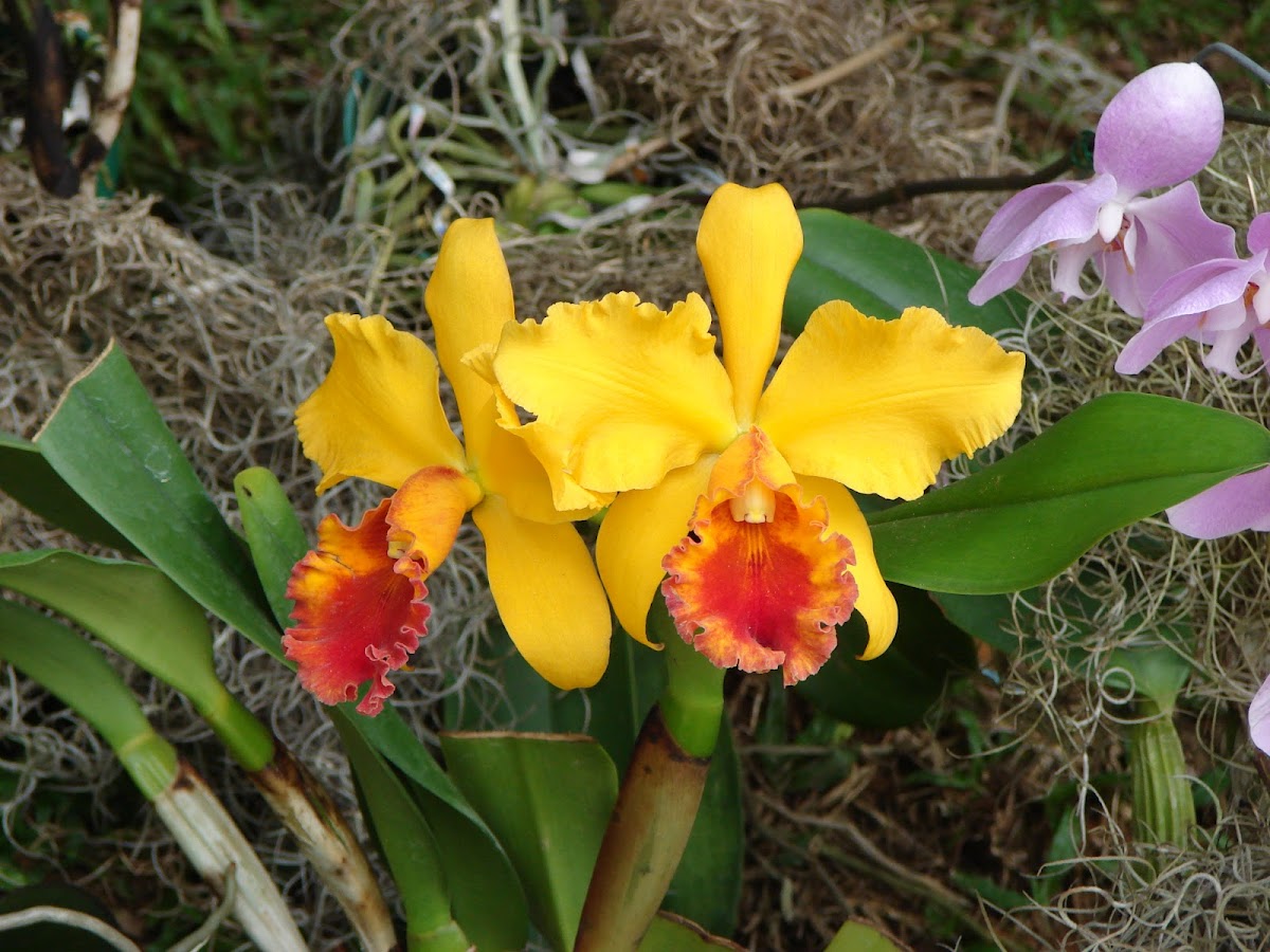 Orquideas