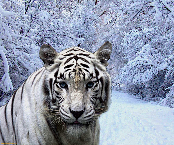 Harimau Putih Wallpaper Hd For Android Moa Gambar