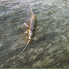 Stonefly?