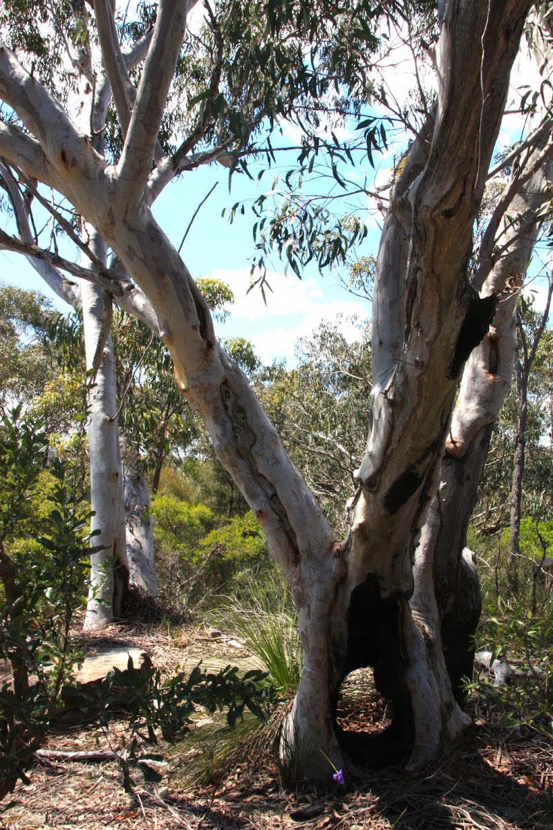 Australian Gum Tree