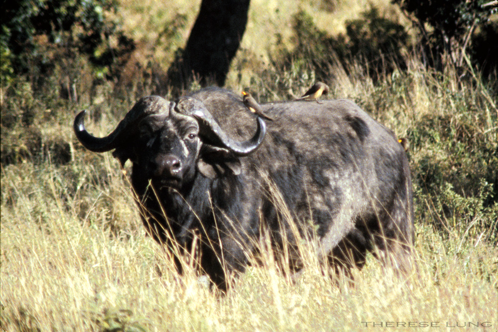 Cape Buffalo with Yellow-billed Oxpecker