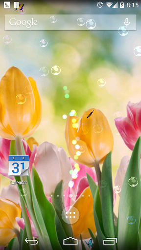 【免費個人化App】Tulip spring flower wallpaper-APP點子