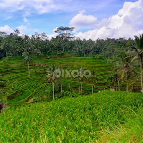 by Augustine Jumat - Landscapes Prairies, Meadows & Fields