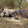 Common Namewhite rhinoceros, square-lipped rhinoceros