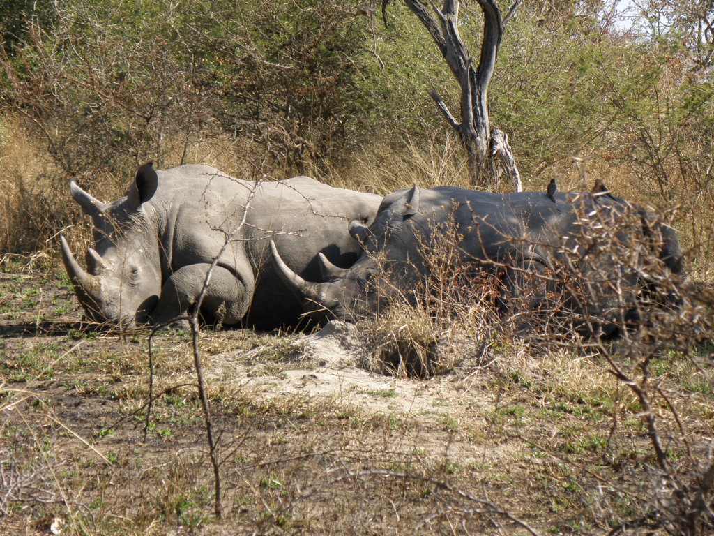 Common Namewhite rhinoceros, square-lipped rhinoceros