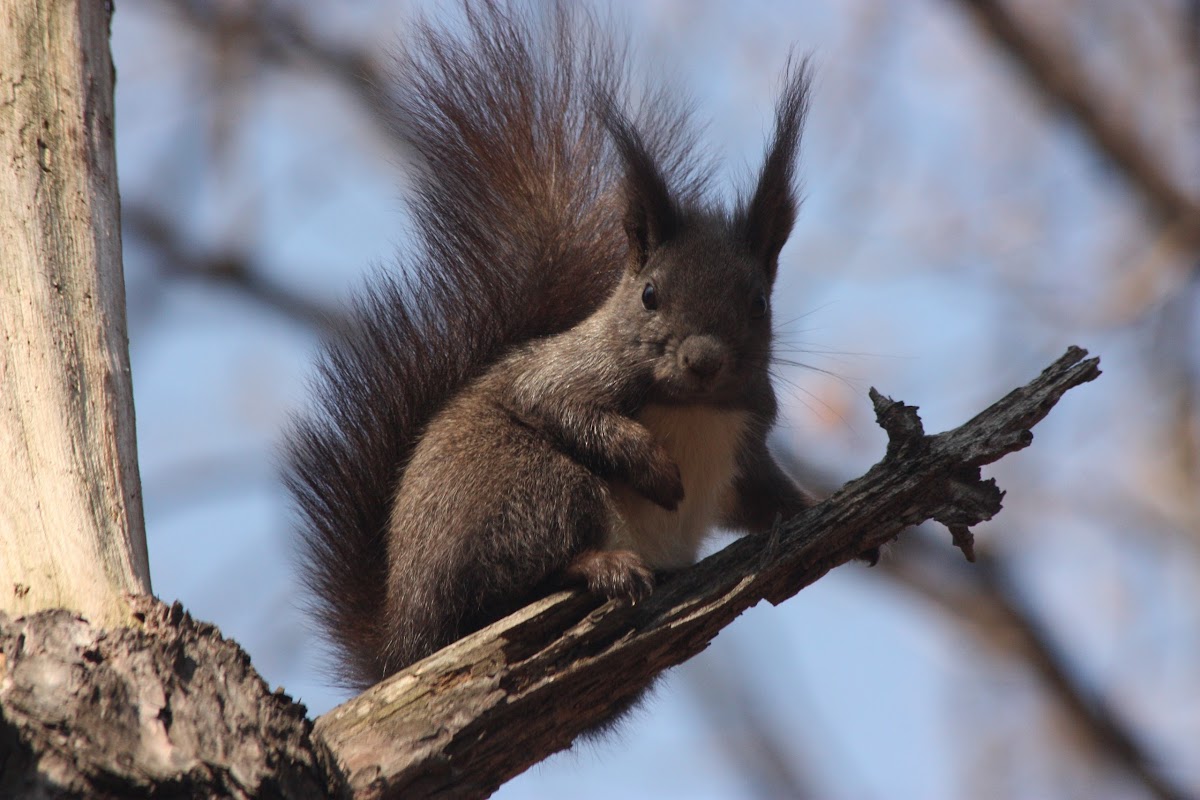 Korean tree squirrel