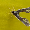 Long-winged Derbid Planthopper