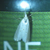 Gold-stripe Grass-veneer Moth