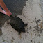 Common snapping turtle