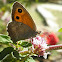 Lobito. Dusky Meadow Brown