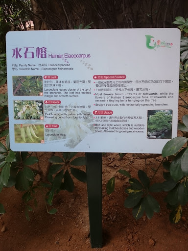 Hainan Elaeocarpus 