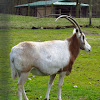 Scimitar-Horned Oryx