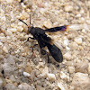 Unidentified Wasp