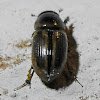 Aphodiine Dung Beetles