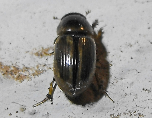 Aphodiine Dung Beetles