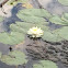 Fragrant water lily