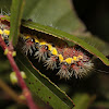 Smeared dagger moth (larva)
