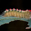 Sparshall's Moth caterpillar